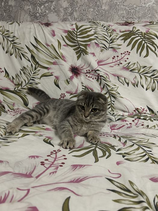 Продам кошечку вислоухую