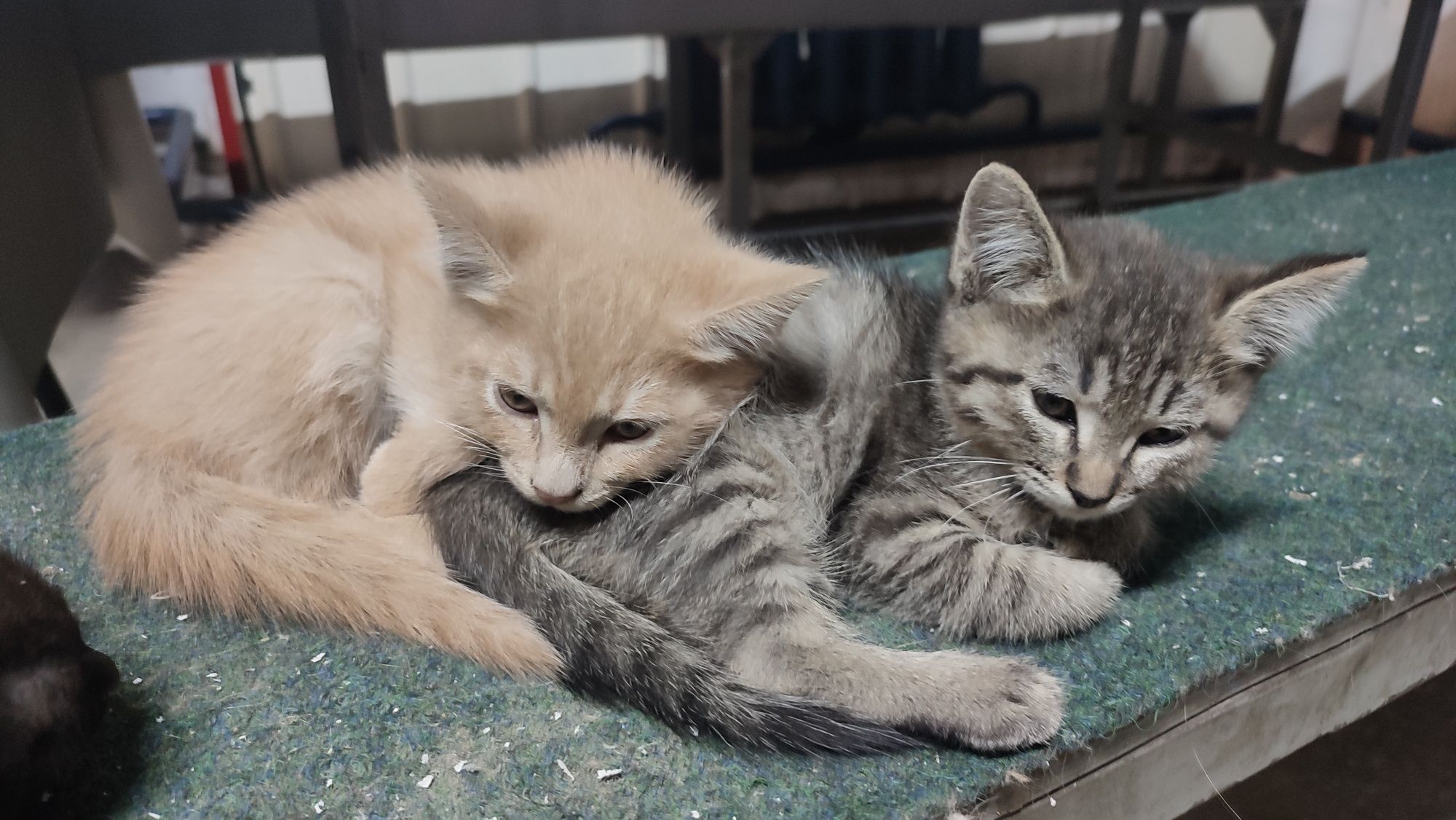Котята бесплатно