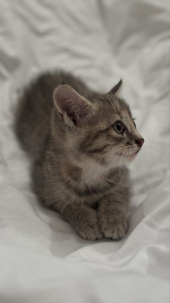 Котята почти 2 месяца