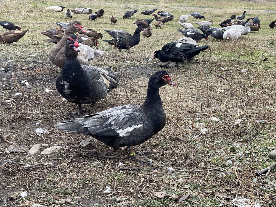 Rațe lasesti/mute ciocolatiu,albastru,sidef ,negru salbatic