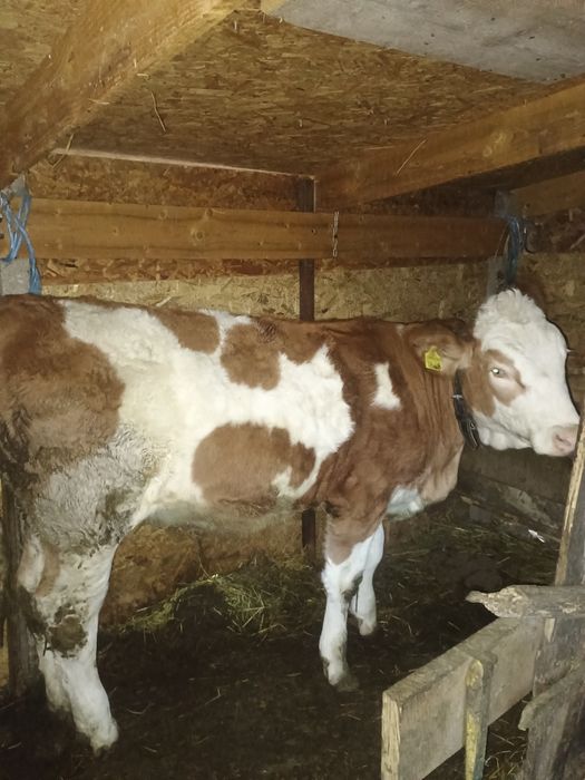 Vând junica bălțată Românească