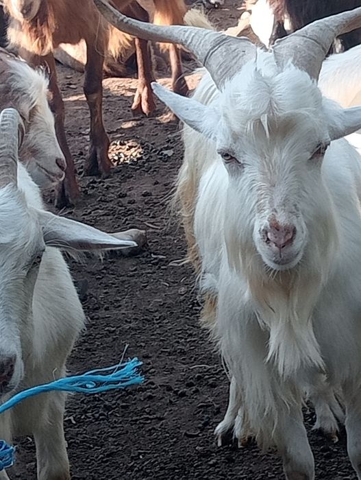 Țapi de vânzare pt prăsilă de 1 an 2 și 3 ani.