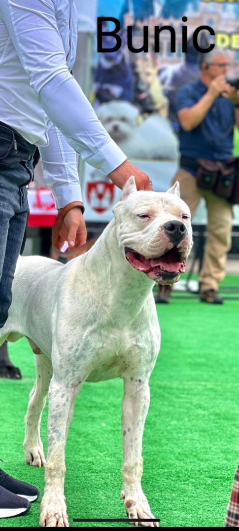 Cățel pui dog argentinian caine puppy dog dogo argentino