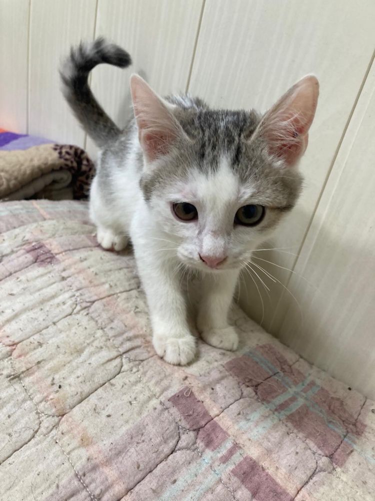 Котенок мальчик  ищет дом! Костанай ! Привезем !