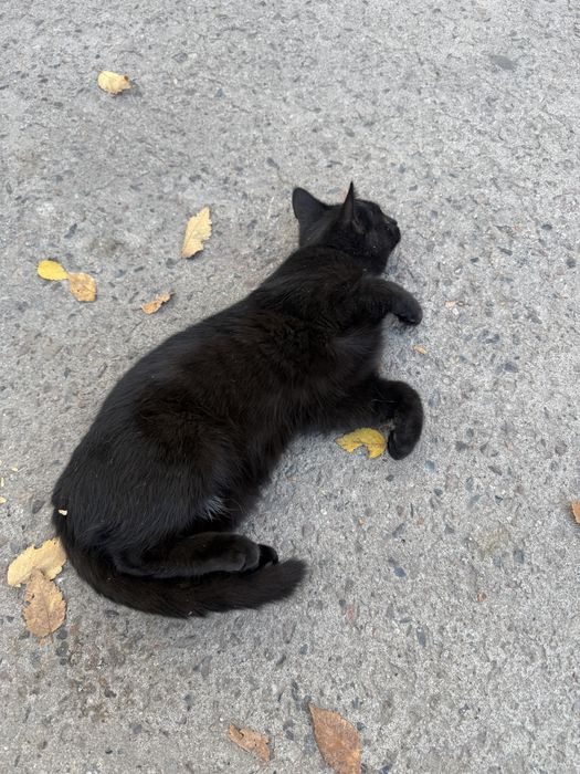 Отдаем котенка в добрые ручки