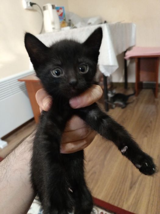 Котёнок 1 месяца