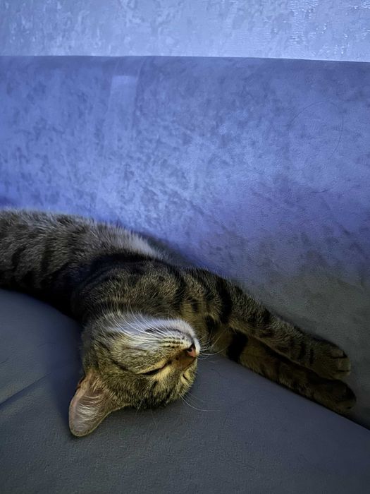 Ласковая кошка ищет дом