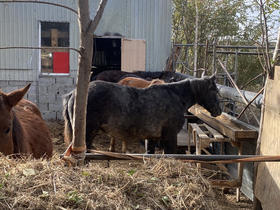 Продам лошадей с откорма Обмен