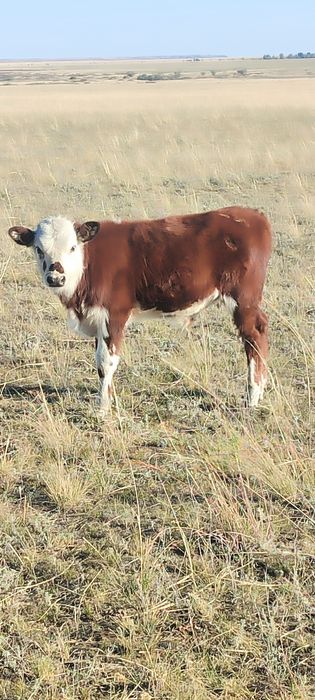 Екі бас баспақ сатылады окончательно 250.000тг біреуі