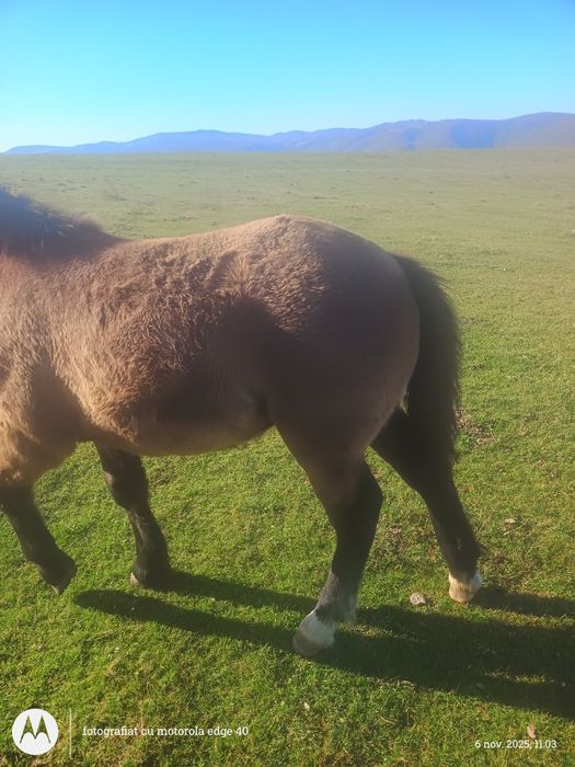 Vând mânză de 4 luni