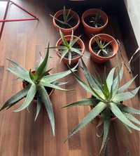 Plante Aloe Vera 10/30/100 lei