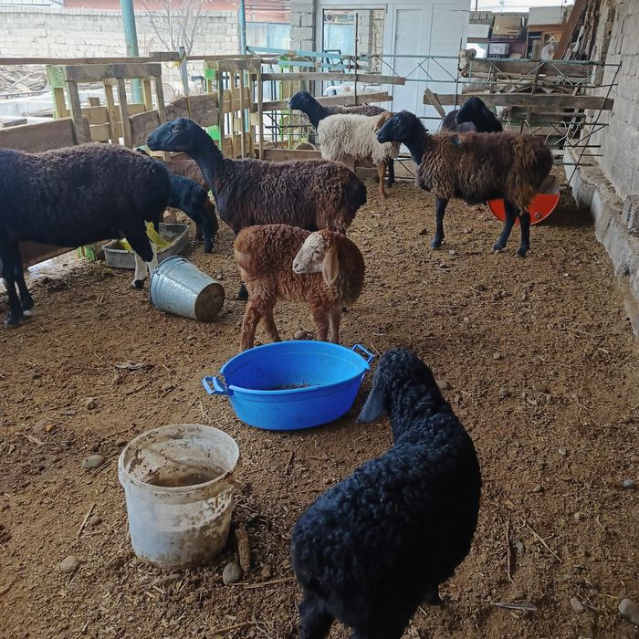 Куй ку́й она куй ва она бола куйлар парода хусори зоддор