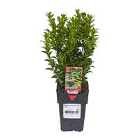 Vand BUXUS pentru grad viu la cel mai bun pret! 30-35 cm la 15 lei!