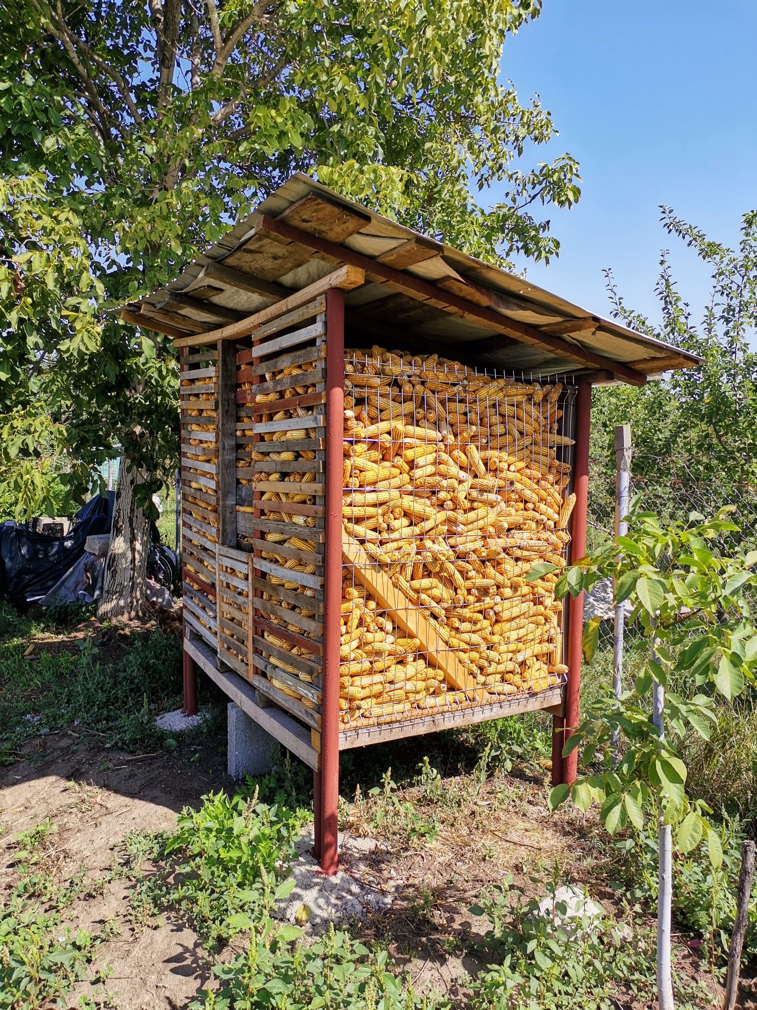 Vând grăunte  de porumb