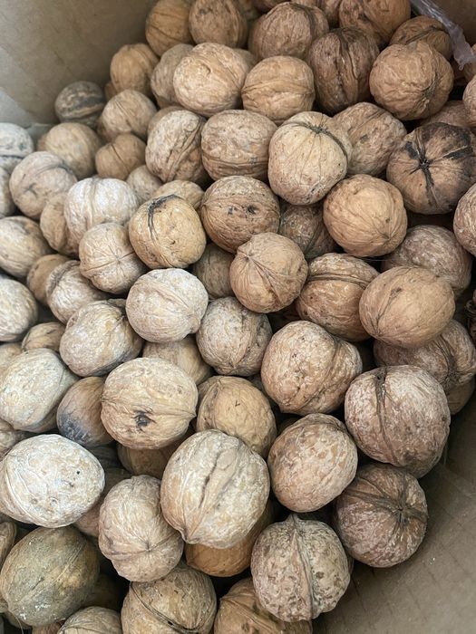 Грецкий Орех Кг 700 тг