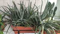 Jardinieră cu Aloe Vera Barbadensis Miller (diverse dimensiuni)