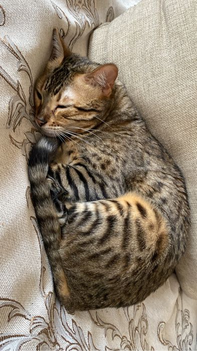 кошка саванна f5