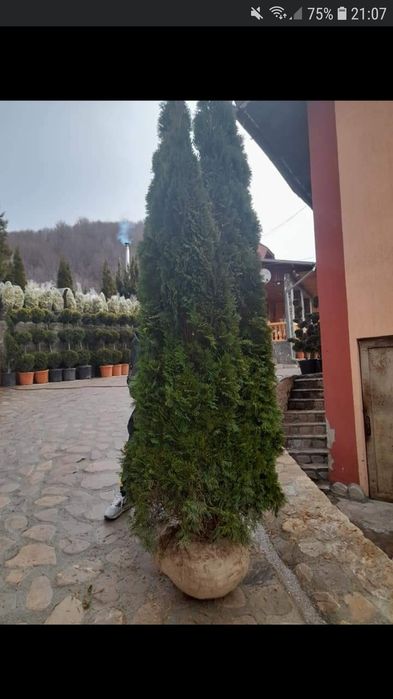 Amenajări grădini plante ornamentale