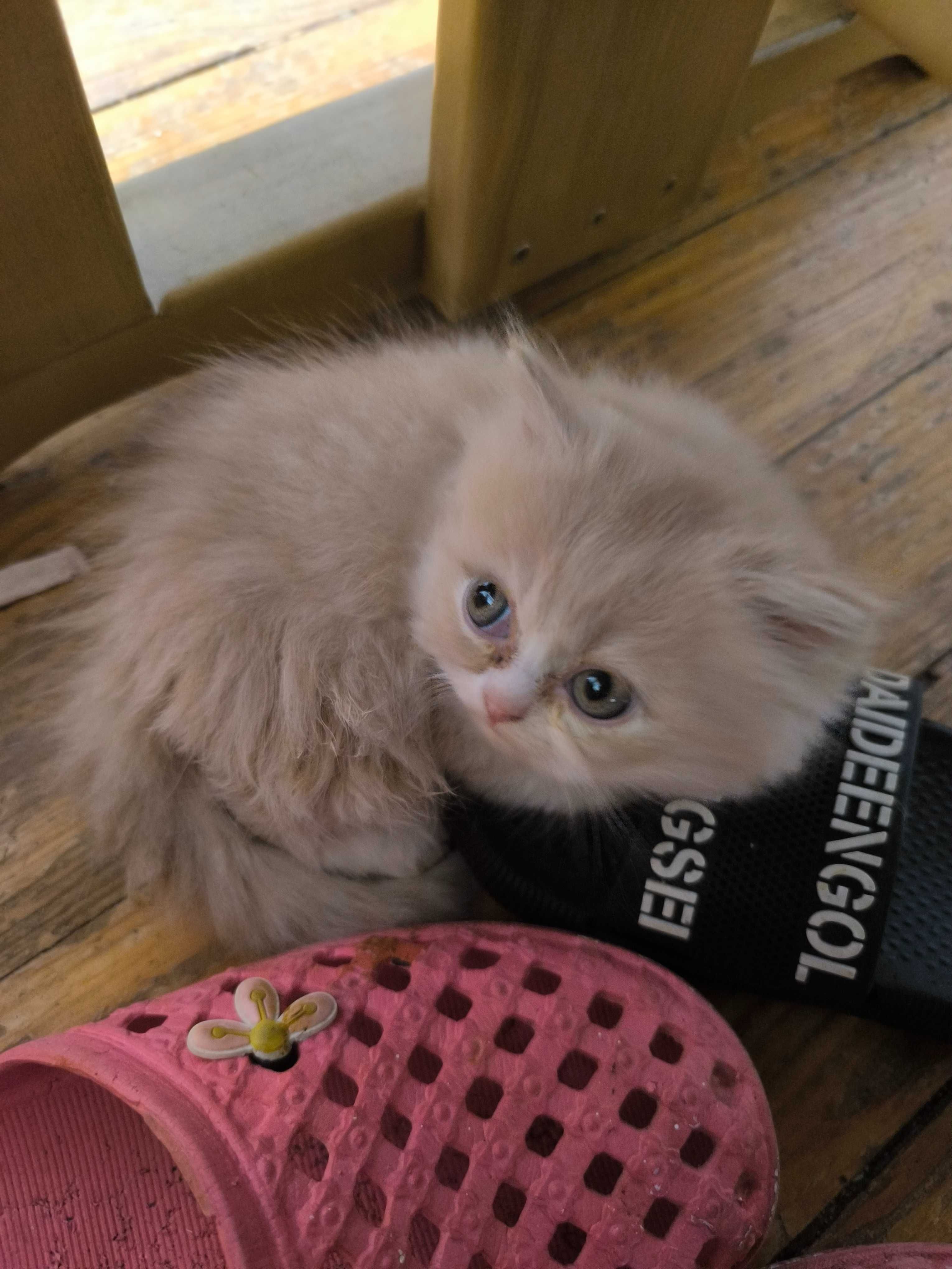 Персийски котета