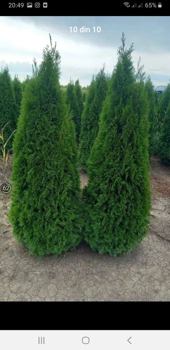 Vând plante ornamentale