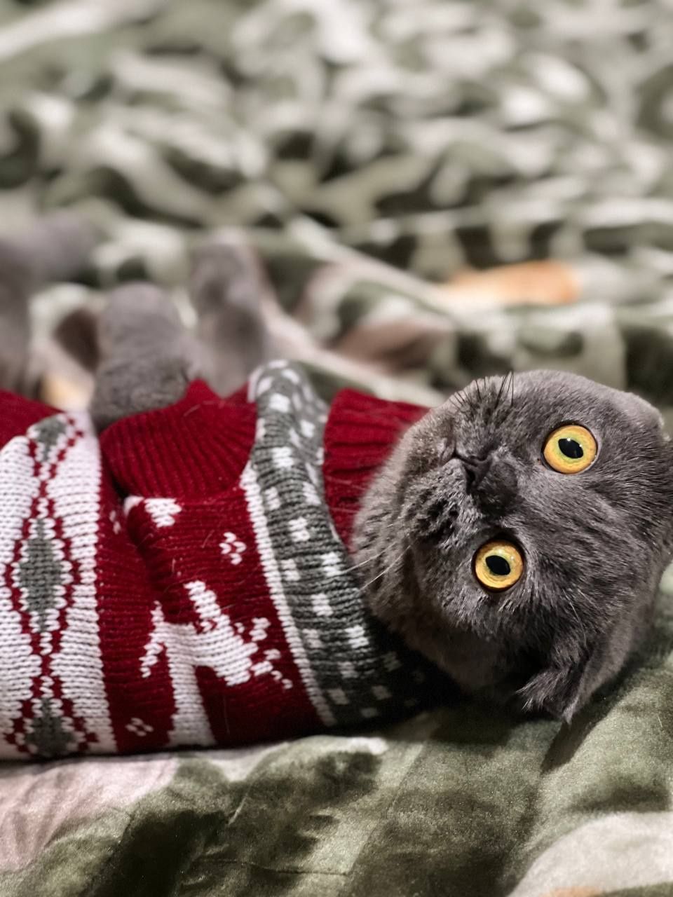 Продаётся  кошки