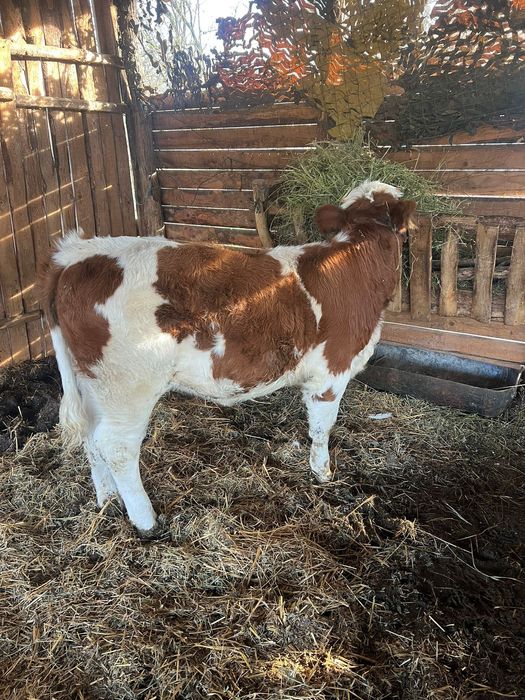 Vitea bălțată românească