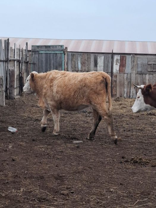 Жарты етке адам керек. Құнажын қашар. Откорм емес. Далада жүрген.