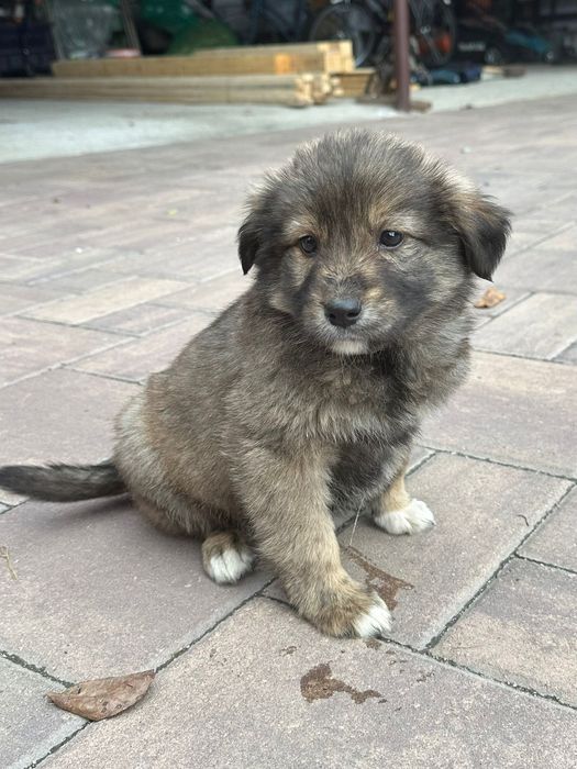 Donez cățeluși care au fost abandonați de stăpâni la marginea pădurii