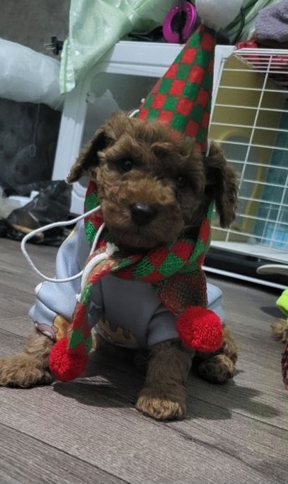 Скора новый год незнаети чем порадовать свои близких и родных