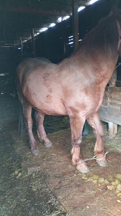 Se vinde mânz (armăsar )de doi ani și jumătate .