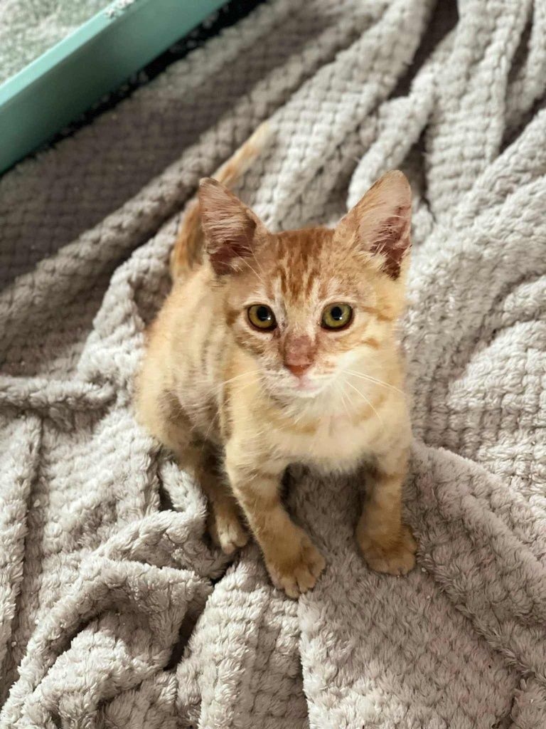 Подаряваме коте на 2 месеца