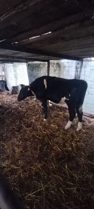 Vând  tauri. Crescuți natural