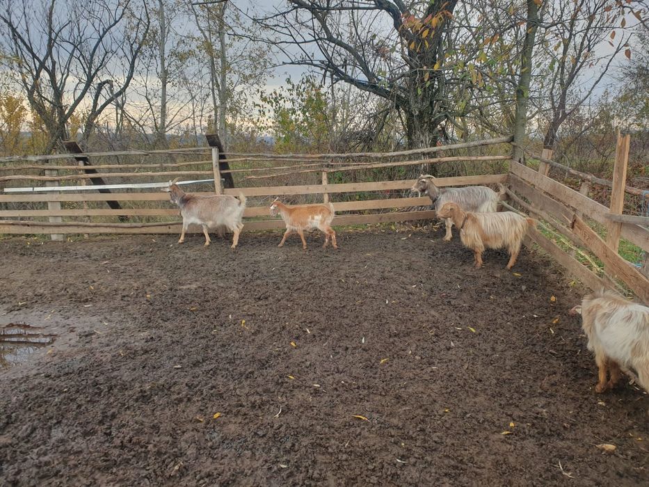 Vând 4 capre și un tap