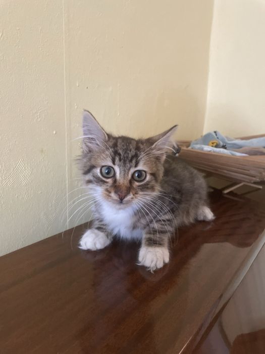 Котета търсят домове