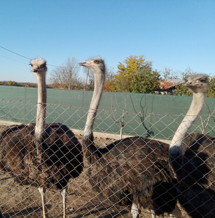 Vând unul sau 2 struți