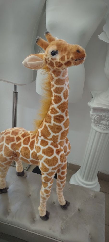Girafa plus evenimente/ PhitoCorner Jungle