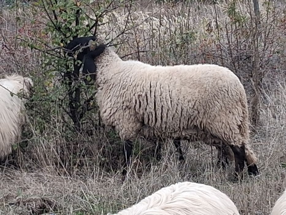 Berbec Carabaș de un an jumate