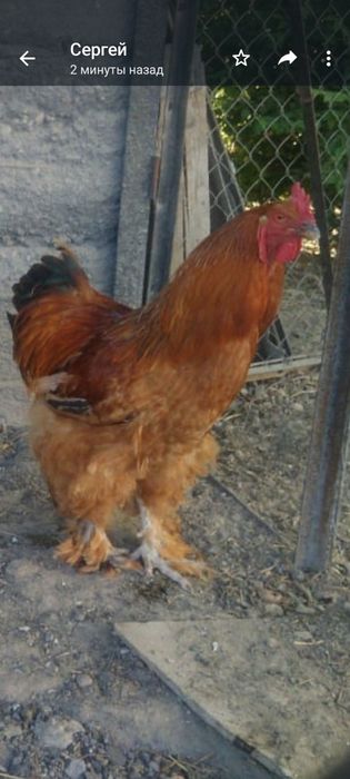 Продам, или обменяю на несушку, или двух циплят Брам, цена 10 тыс.тг