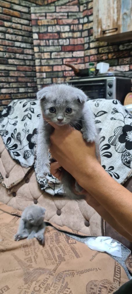 Продаю котят скоттиш фолд