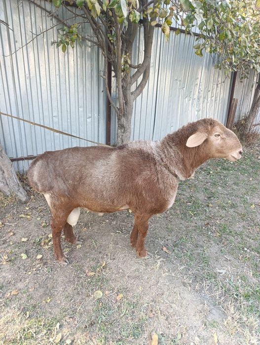 Хисори кучкор сотилади