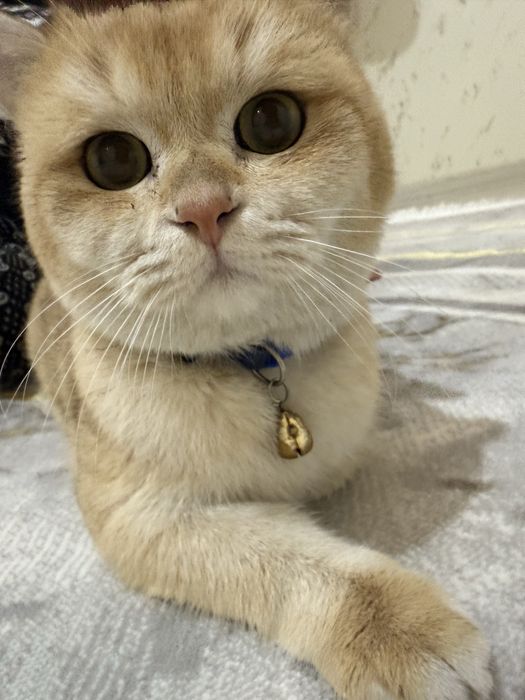 Вязка британский скотш страйт