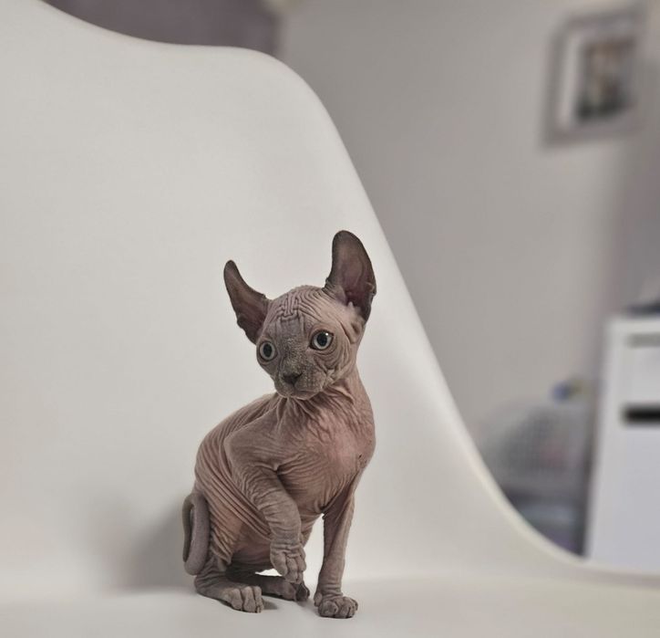 Fetita sphynx/sfinx/elf superba