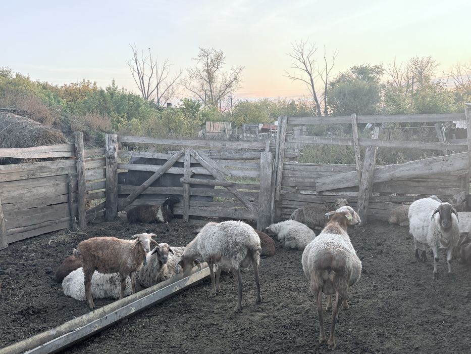 Продам баран для развода 15 голов