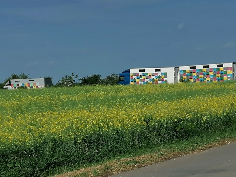 Vând stupina peste 200 de familii