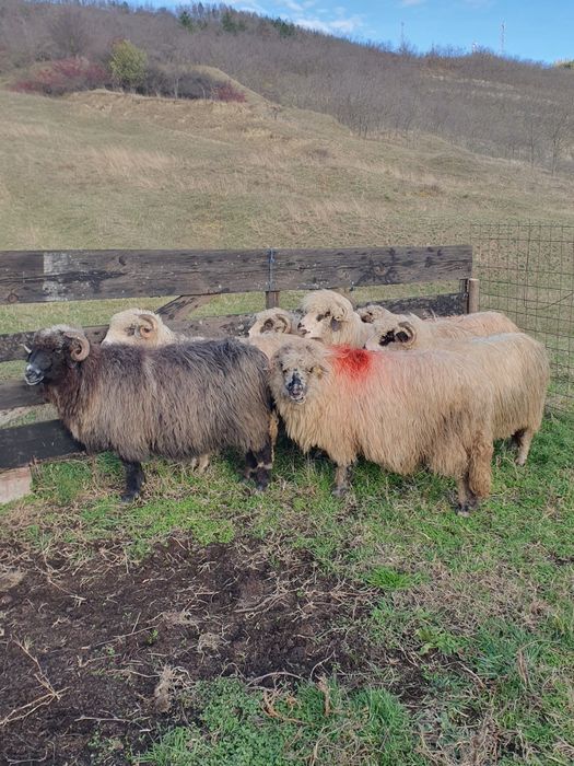 Vând oi îngrijite sibiu