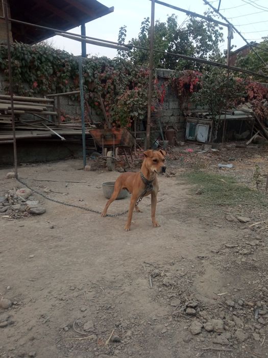 Pidbul sotiladi 1yosh axranasi zoʻr