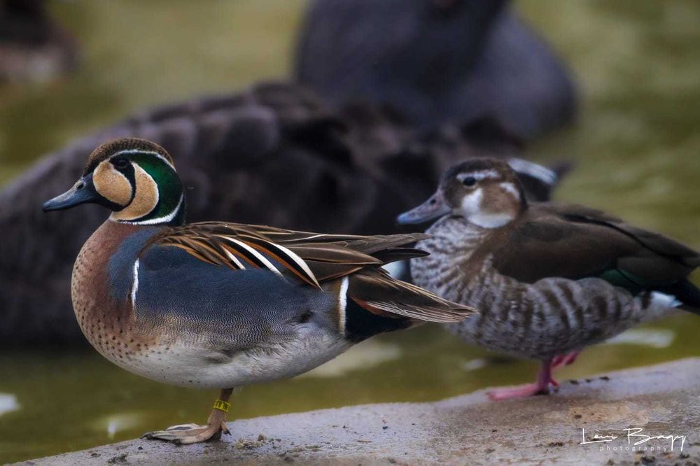 Vând Rațe exotice, de ornament, gâște, lebede