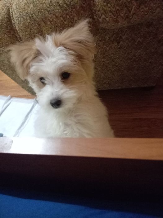 Малтийска болонка