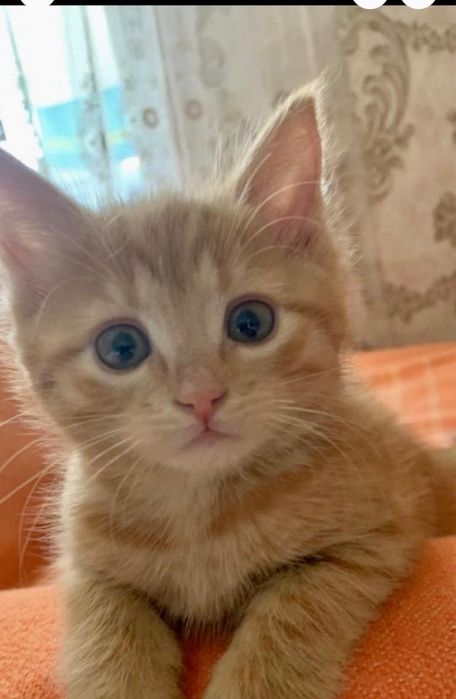 Котенок мальчик британец, доставка