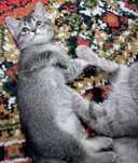 Маленкий котёнок